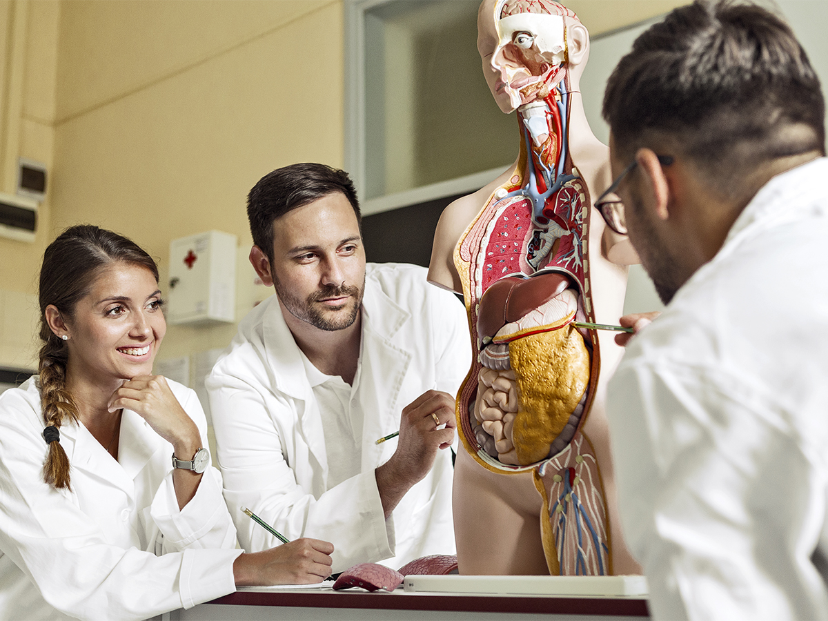 Medical students working with diagram of human body